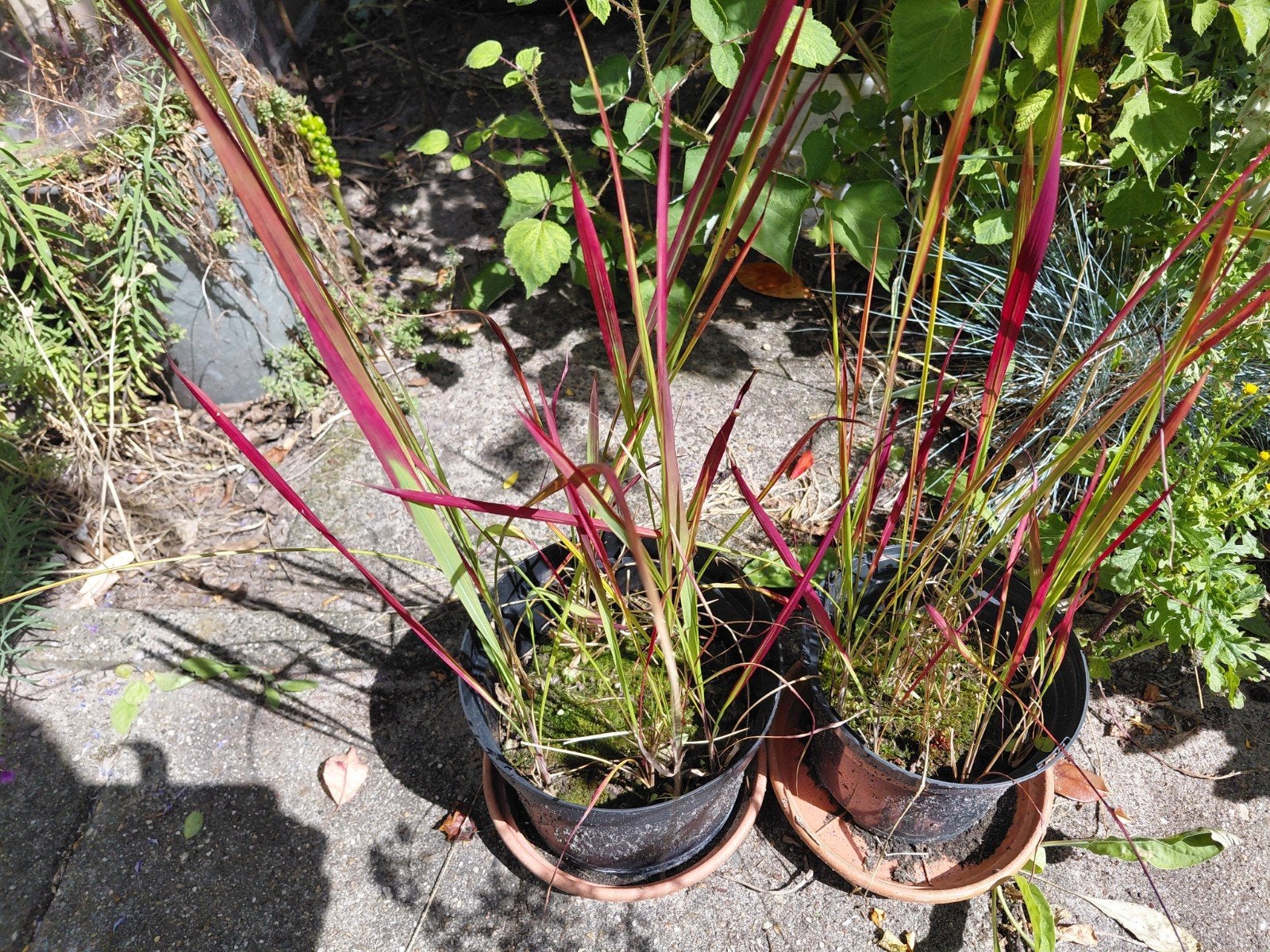 2 x japans bloedgras, Tuin en Terras, Planten | Tuinplanten, Ophalen, Overige soorten, Volle zon
