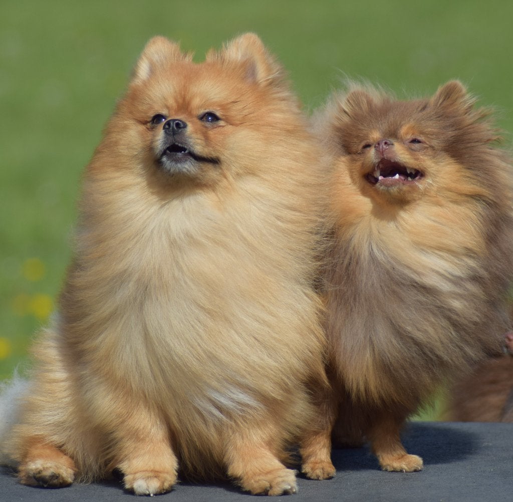 pomeranian- 2 kluci -3 měsíce, Dieren en Toebehoren, Honden | Poolhonden, Keeshonden en Oertypen, Fokker | Hobbymatig, Reu, 8 tot 15 weken