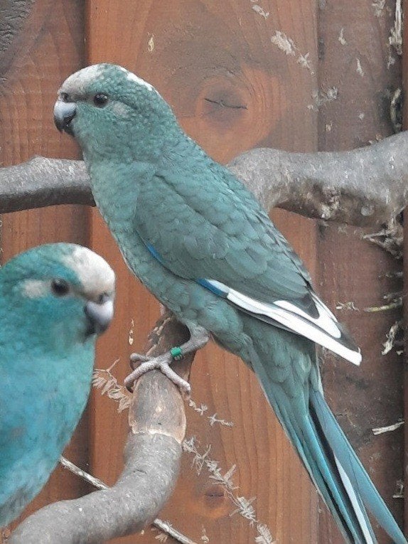 Kakariki man 2026, Dieren en Toebehoren, Vogels | Parkieten en Papegaaien, Mannelijk, Parkiet, Geringd