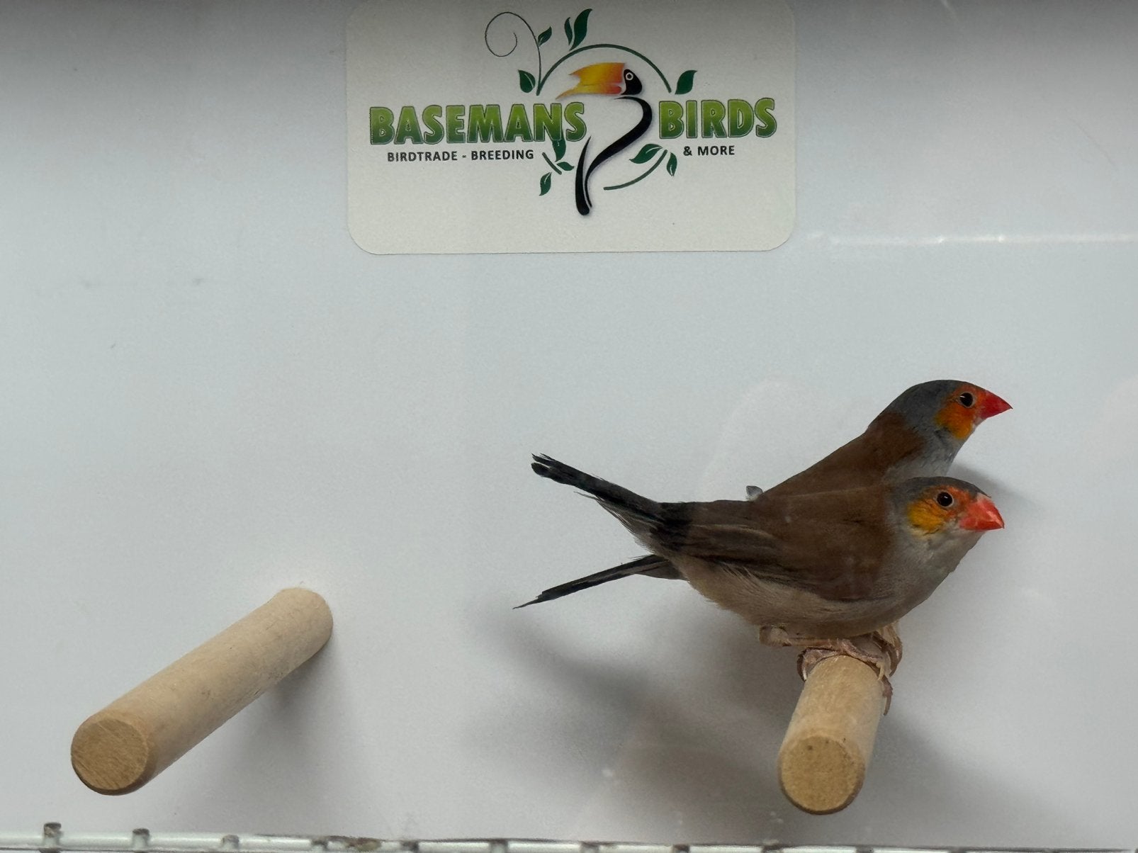 Oranjekaakjes - Estrilda melpoda, Dieren en Toebehoren, Vogels | Overige Vogels, Meerdere dieren, Geringd