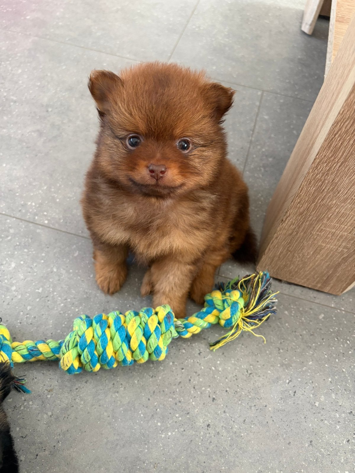 Dwergkees Pomeriaan pups 2 reutjes, Dieren en Toebehoren, Honden | Poolhonden, Keeshonden en Oertypen, Keeshond, Reu, 8 tot 15 weken