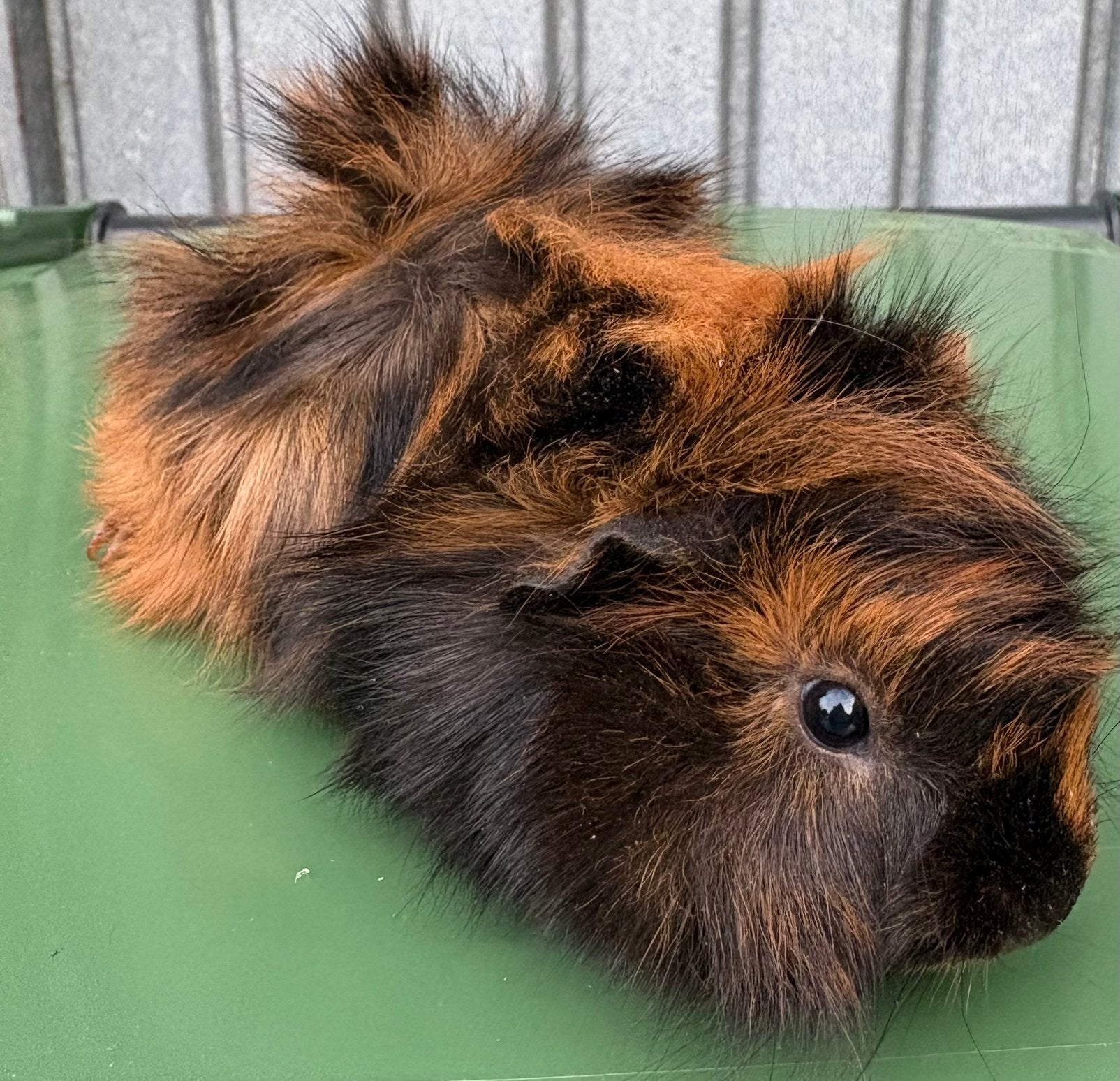 2 lieve vrouwlijke cavias, Dieren en Toebehoren, April, Vrouwelijk, Cavia