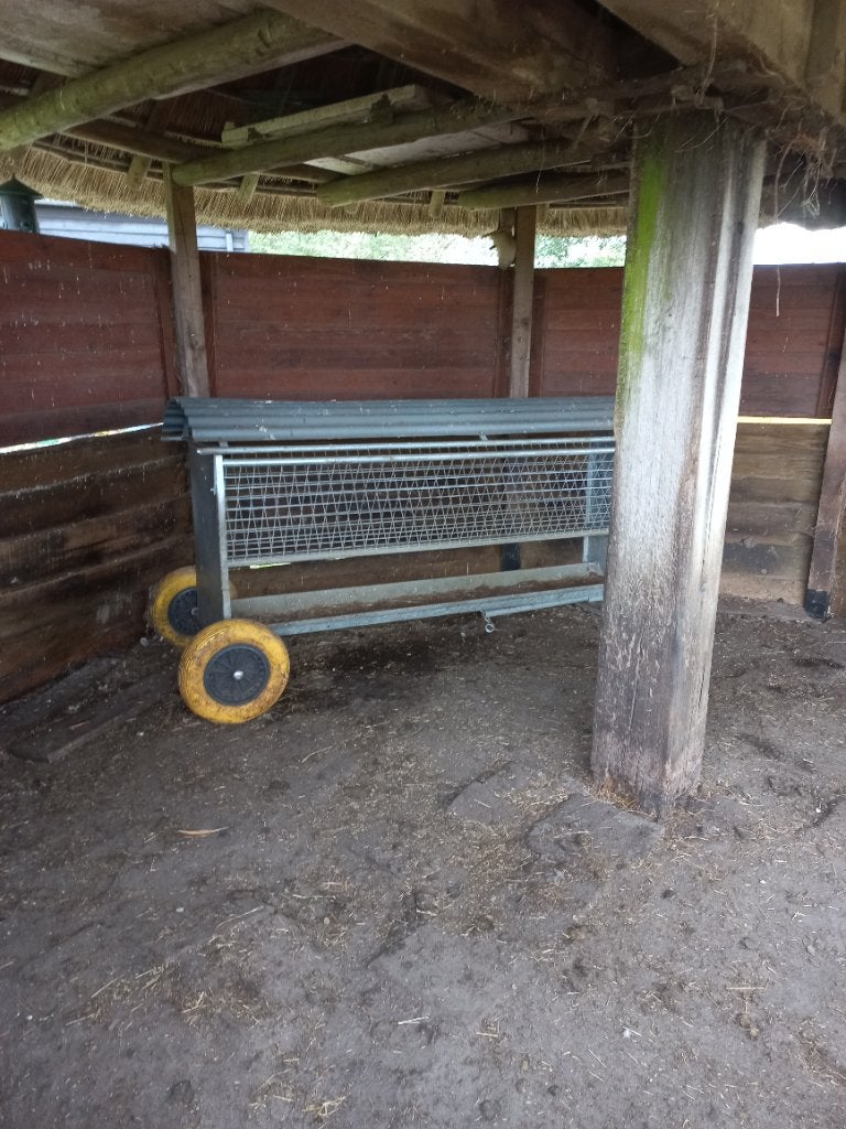 Hooiruif schapen, Meerdere dieren, Schaap