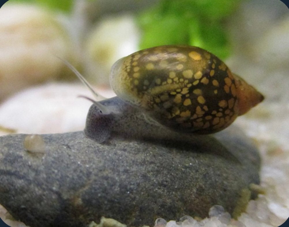 Puntige blaashoorn slakken., Dieren en Toebehoren, Slak of Weekdier