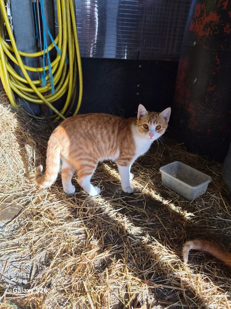 Kittens, Meerdere dieren, 0 tot 2 jaar