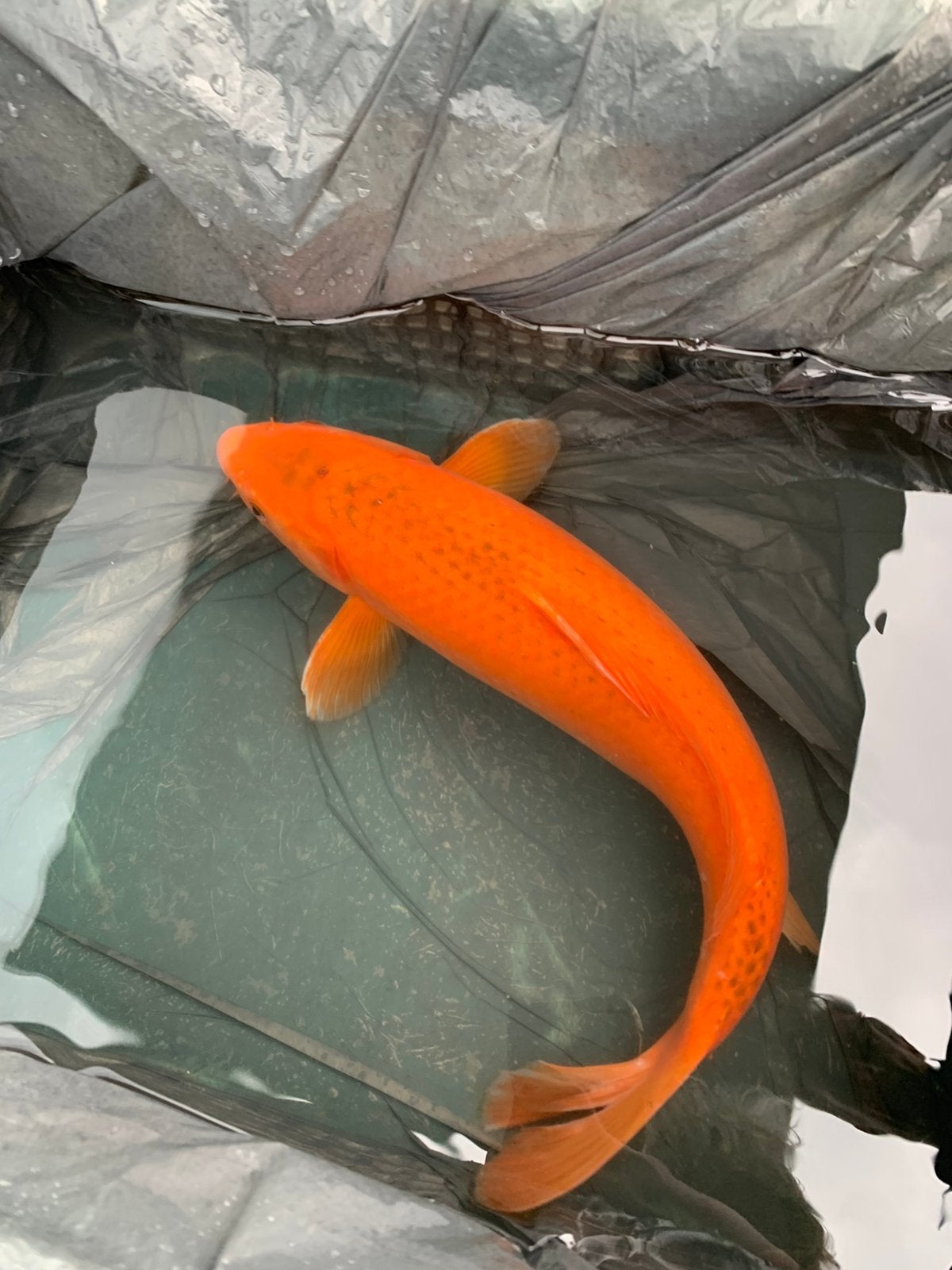 Prachtige Japanse Benigoi Koi van 50-55 cm, zeer gezond, Dieren en Toebehoren, Karper of Koi