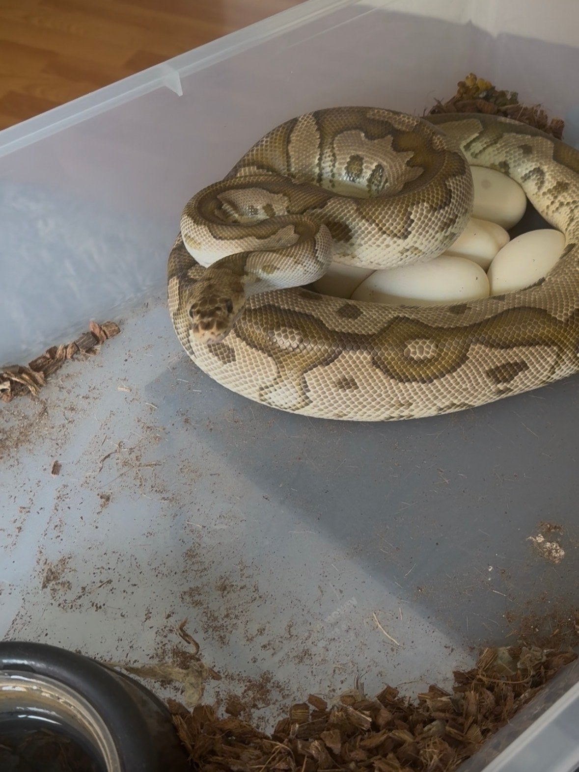 Proven ball python for sale Ball Python photo 2