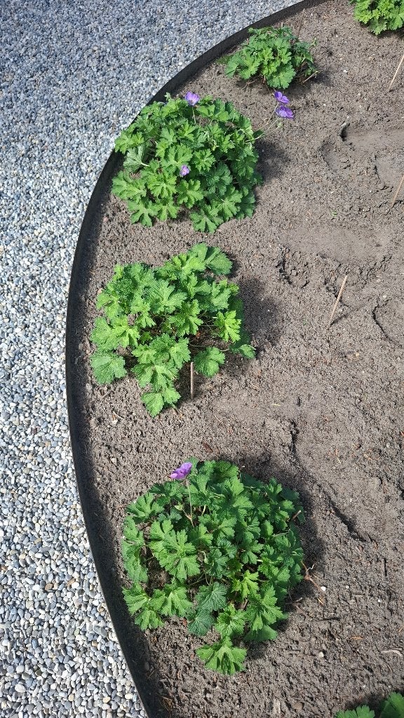 geranium rosanne, Tuin en Terras, Ophalen of Verzenden, Bodembedekkers, Volle zon