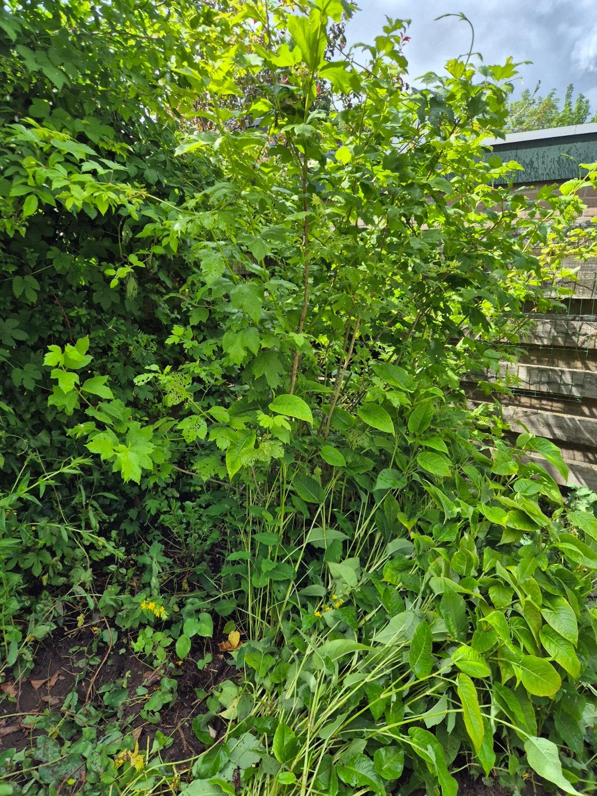 Gratis Sneeuwbal (Viburnum) - Zelf Uitscheppen (ca. 2m), Ophalen