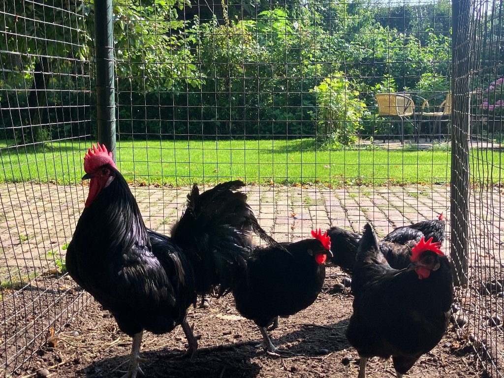 Raskippen: Poule de Barbezieux, Meerdere dieren, Kip