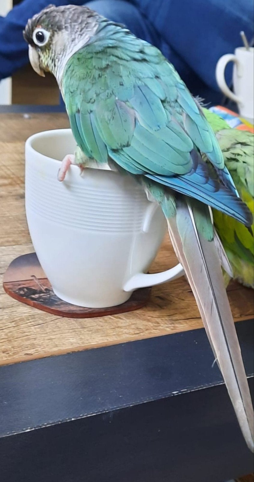 Vermist  Pyrrhura, Dieren en Toebehoren, Vogel