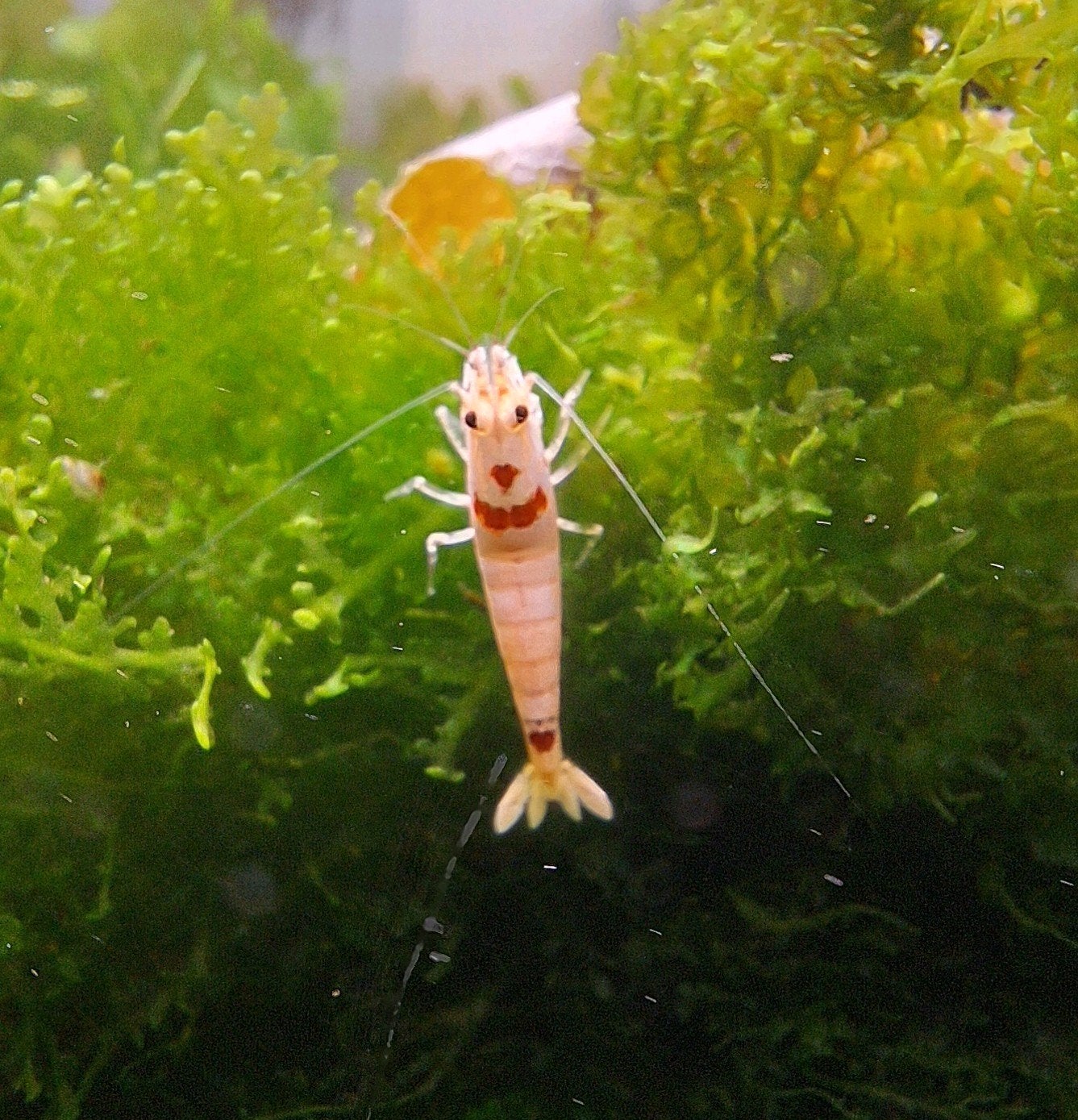 Crystal red K14 Mosura garnalen, Kreeft, Krab of Garnaal, Zoetwatervis