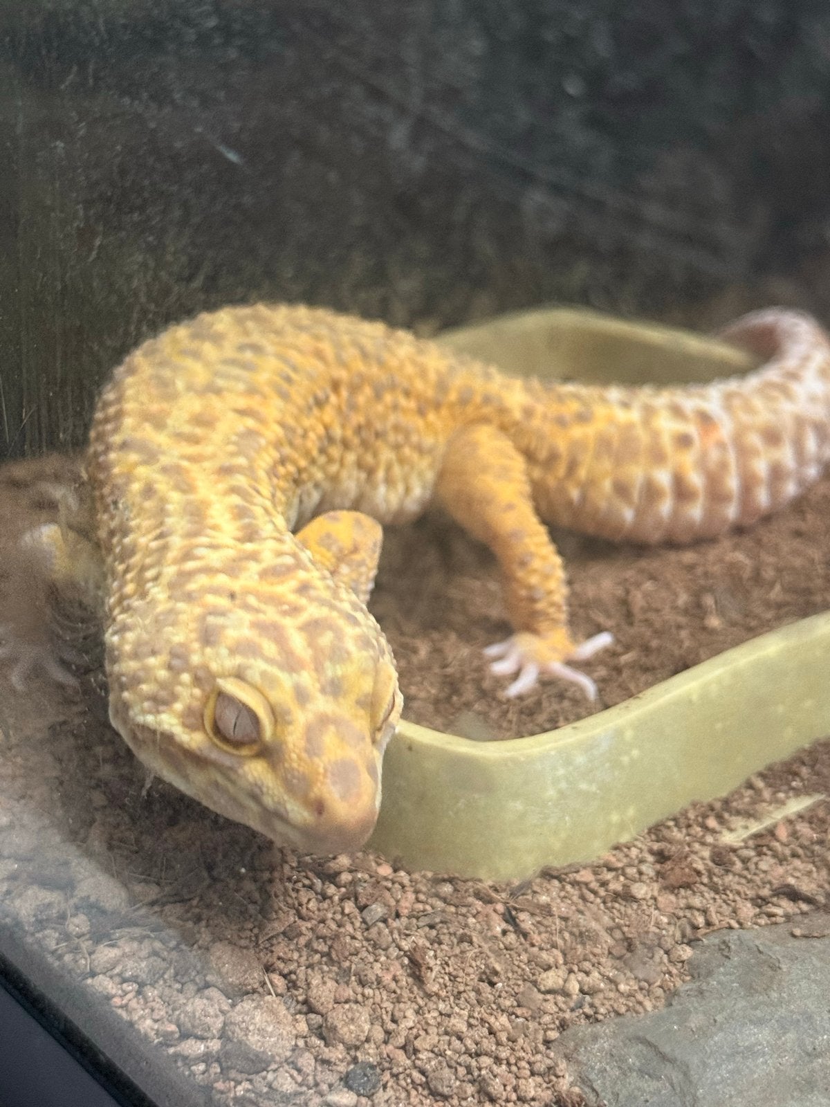 Luipaard gekko jnclusief terrarium Leopard Gecko photo 5