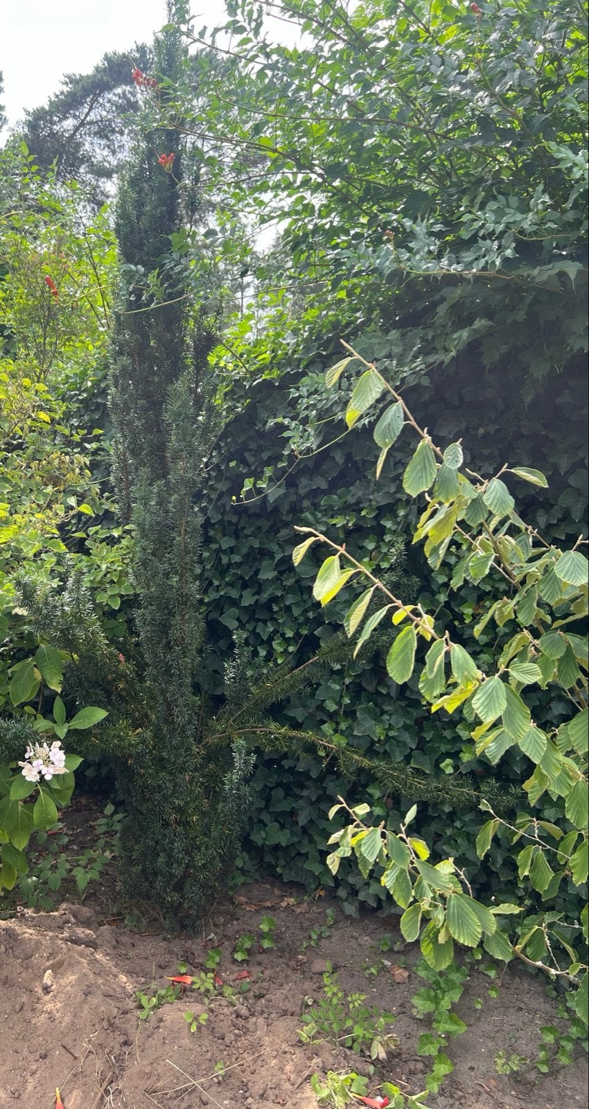 Taxus, Vaste plant, Bloeit niet, Halfschaduw, Ophalen