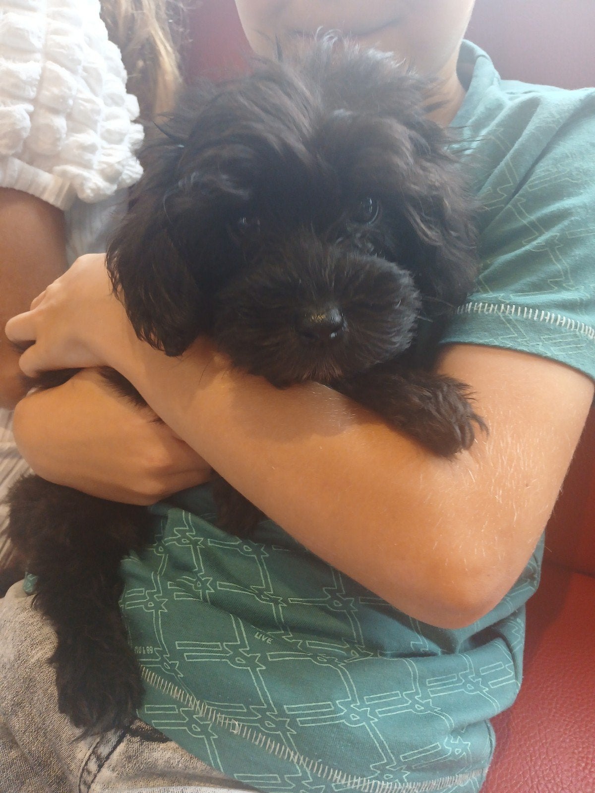 Knuffelige maltipoo pups beschikbaar, 1 meisje en 2 jongens, Parvo, Overige rassen, 8 tot 15 weken, Meerdere