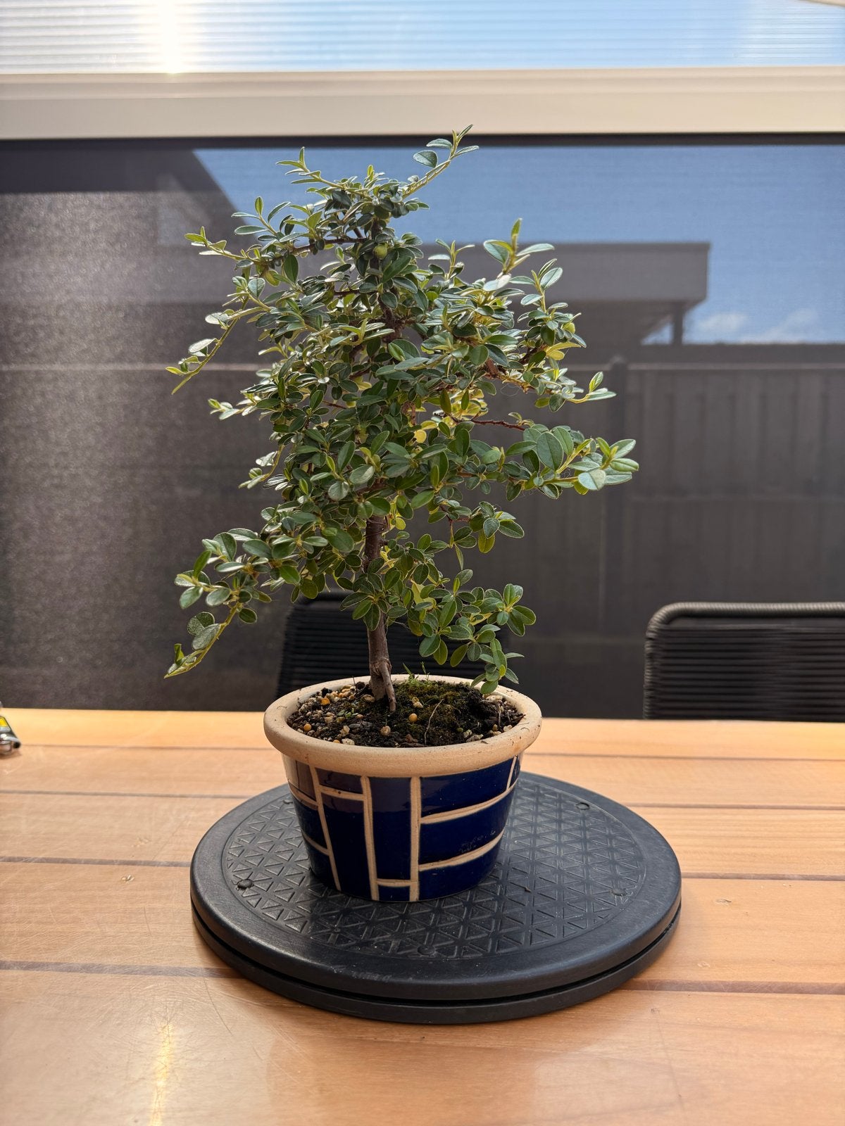 Pre-bonsai Cotoneaster - 35 cm hoog, pot 14 cm, Tuin en Terras, Planten | Tuinplanten, Overige soorten, Volle zon, Vaste plant