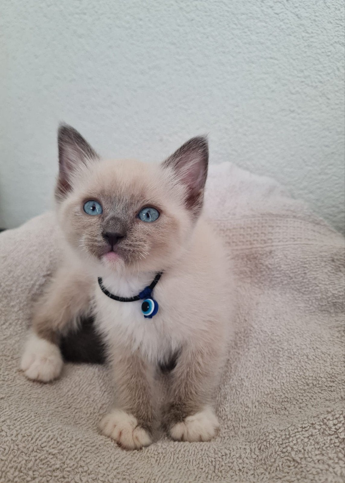Prachtige ragdoll kitten, Kater, Ontwormd, 0 tot 2 jaar