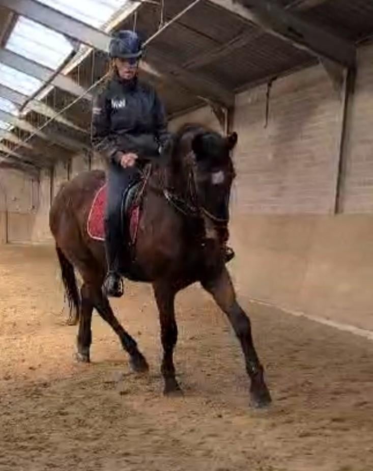 Droompaarden zoeken bijrijder/verzorger!️, Ophalen, Nieuw