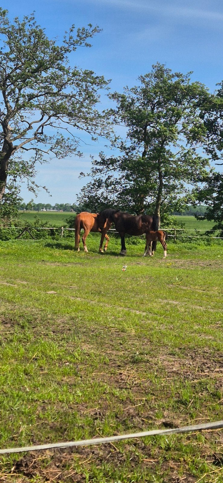 Weiland gezocht, Dieren en Toebehoren, Stalling en Weidegang, Weidegang, 4 paarden of pony's of meer
