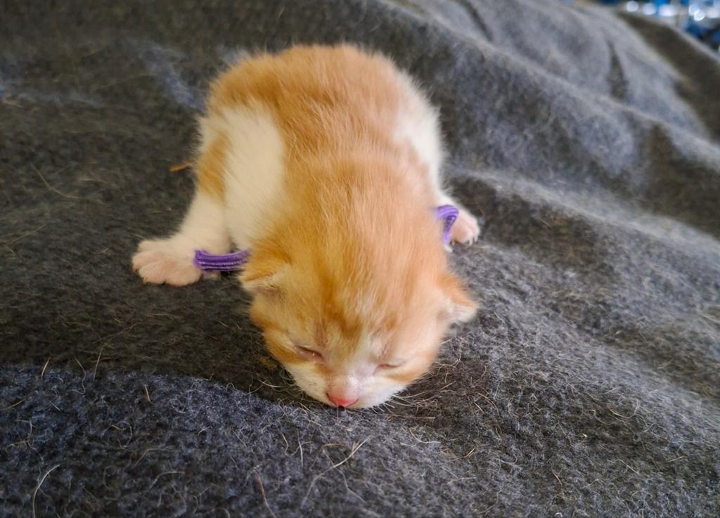 GERESERVEERD, Kater
