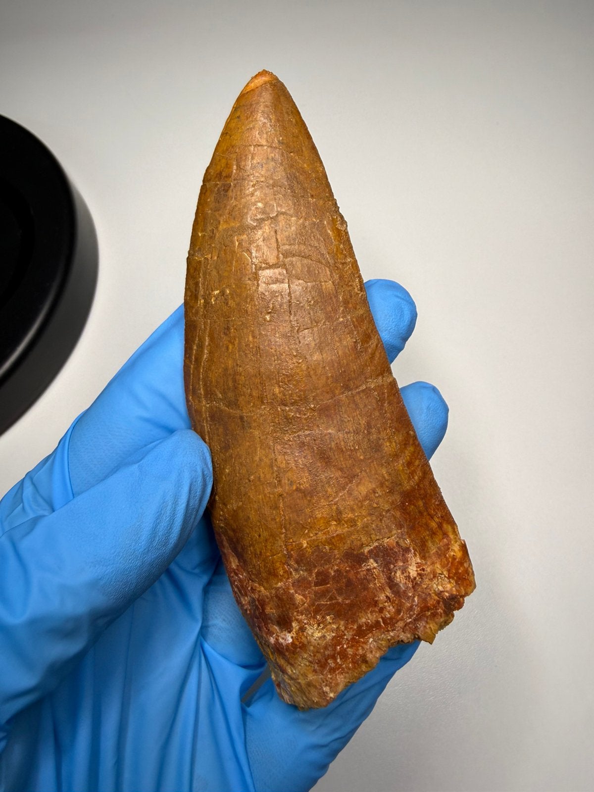 XL Carcharodontosaurus tand - 12.5cm, Ophalen of Verzenden, Fossiel
