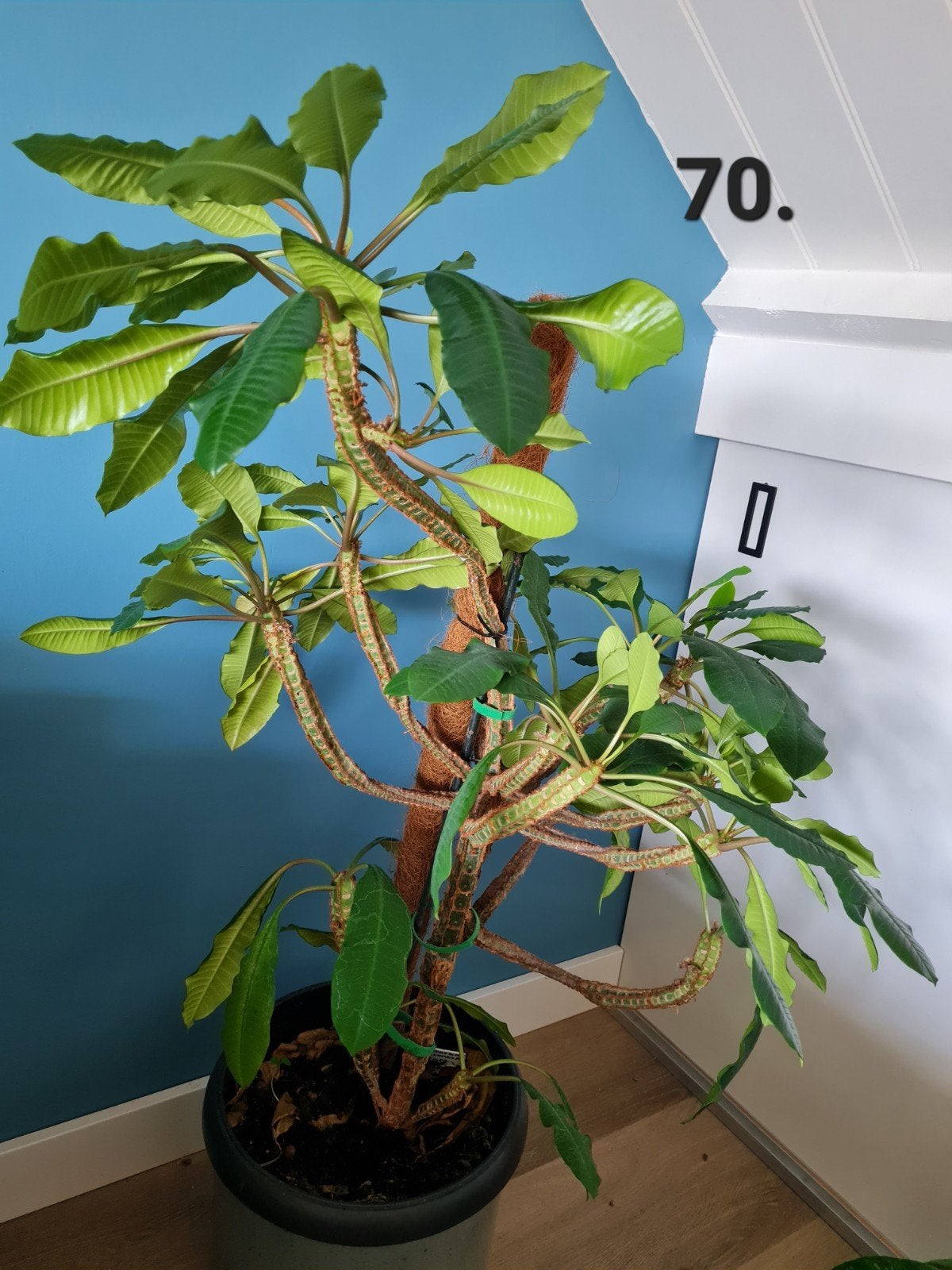 Madagascar jewel kamerplant, euphorbia leuconeura, Huis en Inrichting, Ophalen, 100 tot 150 cm