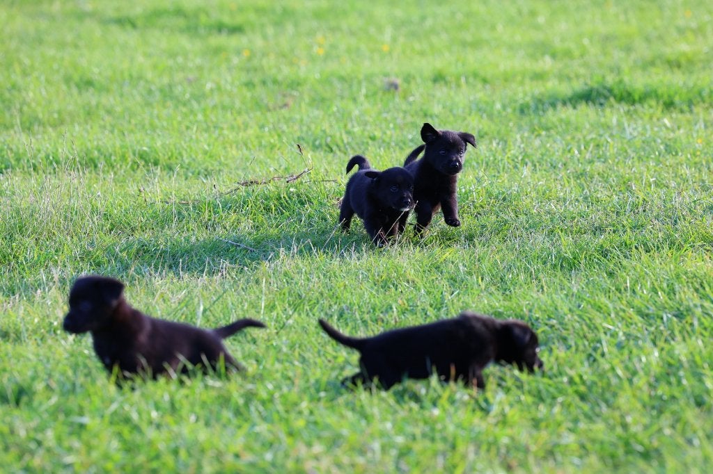 labrador pups /border collie pups /💝Boer Zoekt Vrouw, OPPAS, 8 tot 15 weken, Labrador retriever, Meerdere, Meerdere dieren