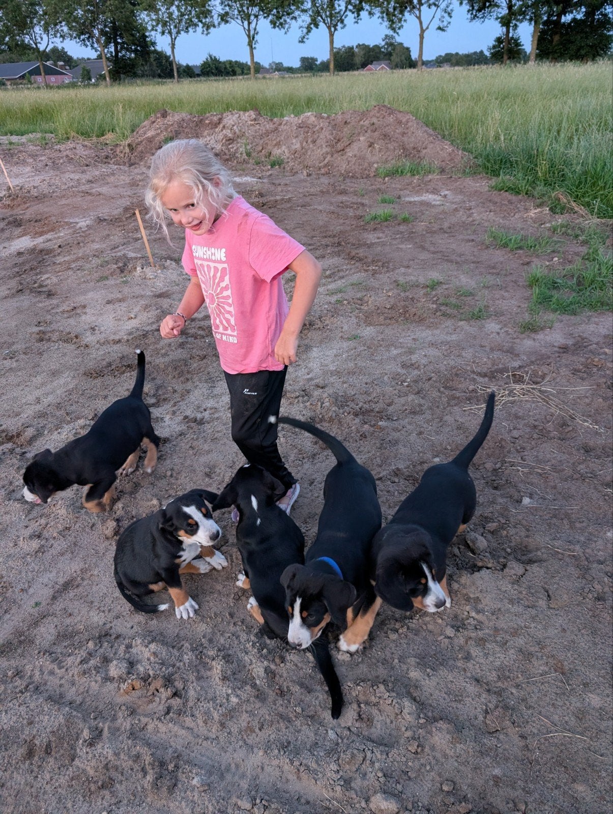 Mooi grote Zwitserse Sennen pups 2 reutjes 1 teefje, 8 tot 15 weken, Meerdere, Meerdere dieren, Nederland