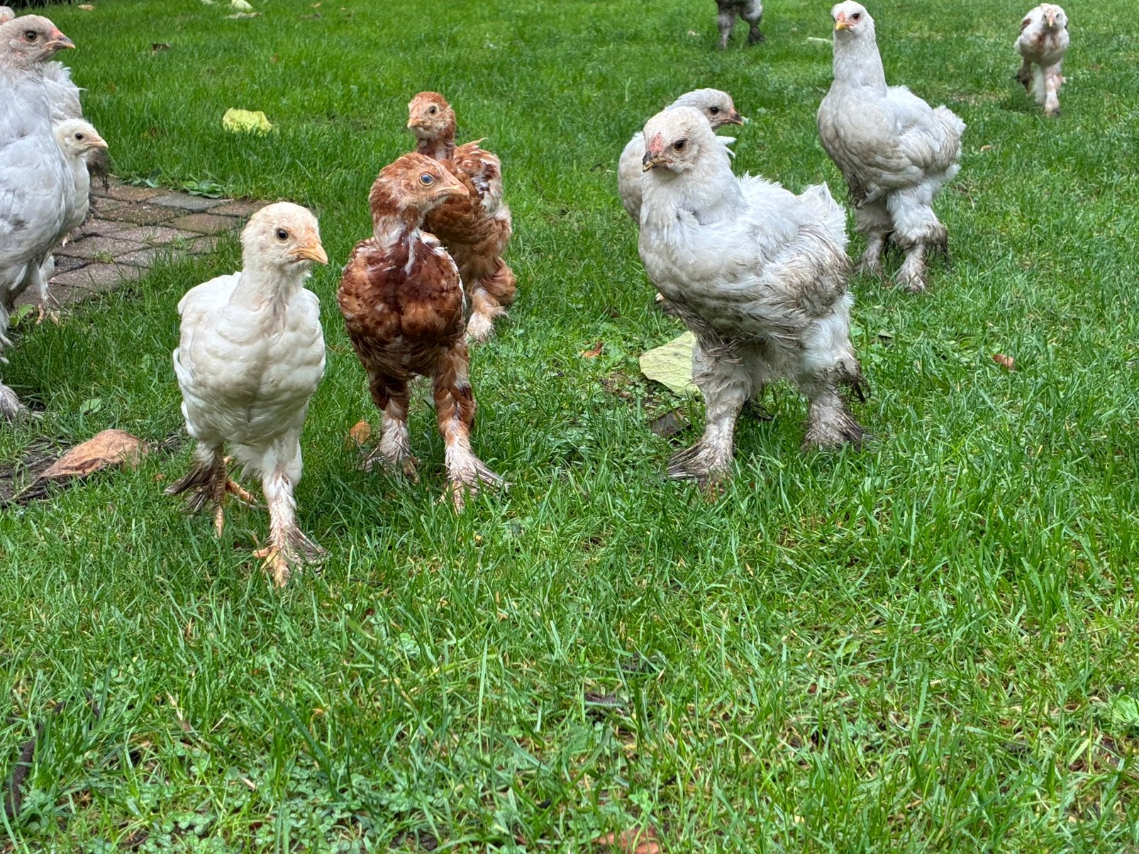 Brahma kippen, wit en isabel, Dieren en Toebehoren, Pluimvee, Vrouwelijk, Kip