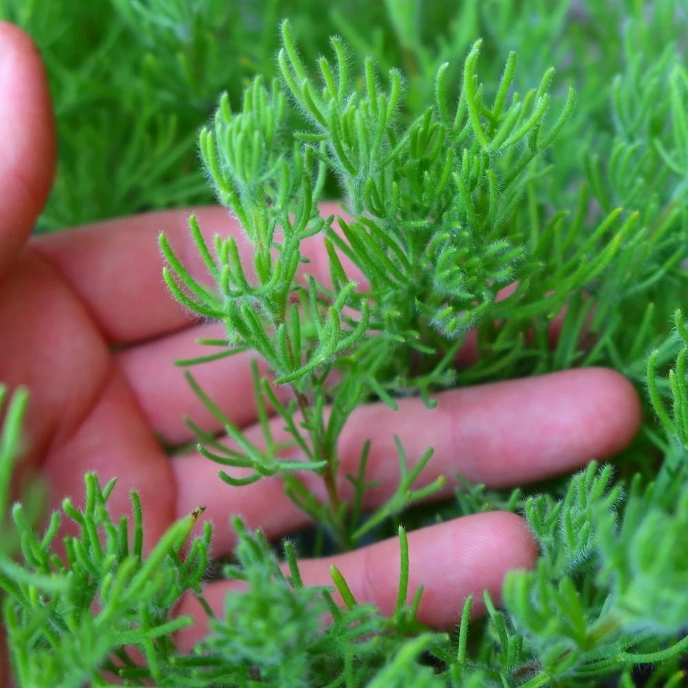 Artemisia caucasica - Gyroskruid, Bio, Tuin en Terras, Ophalen, Volle zon, Vaste plant, Kruiden