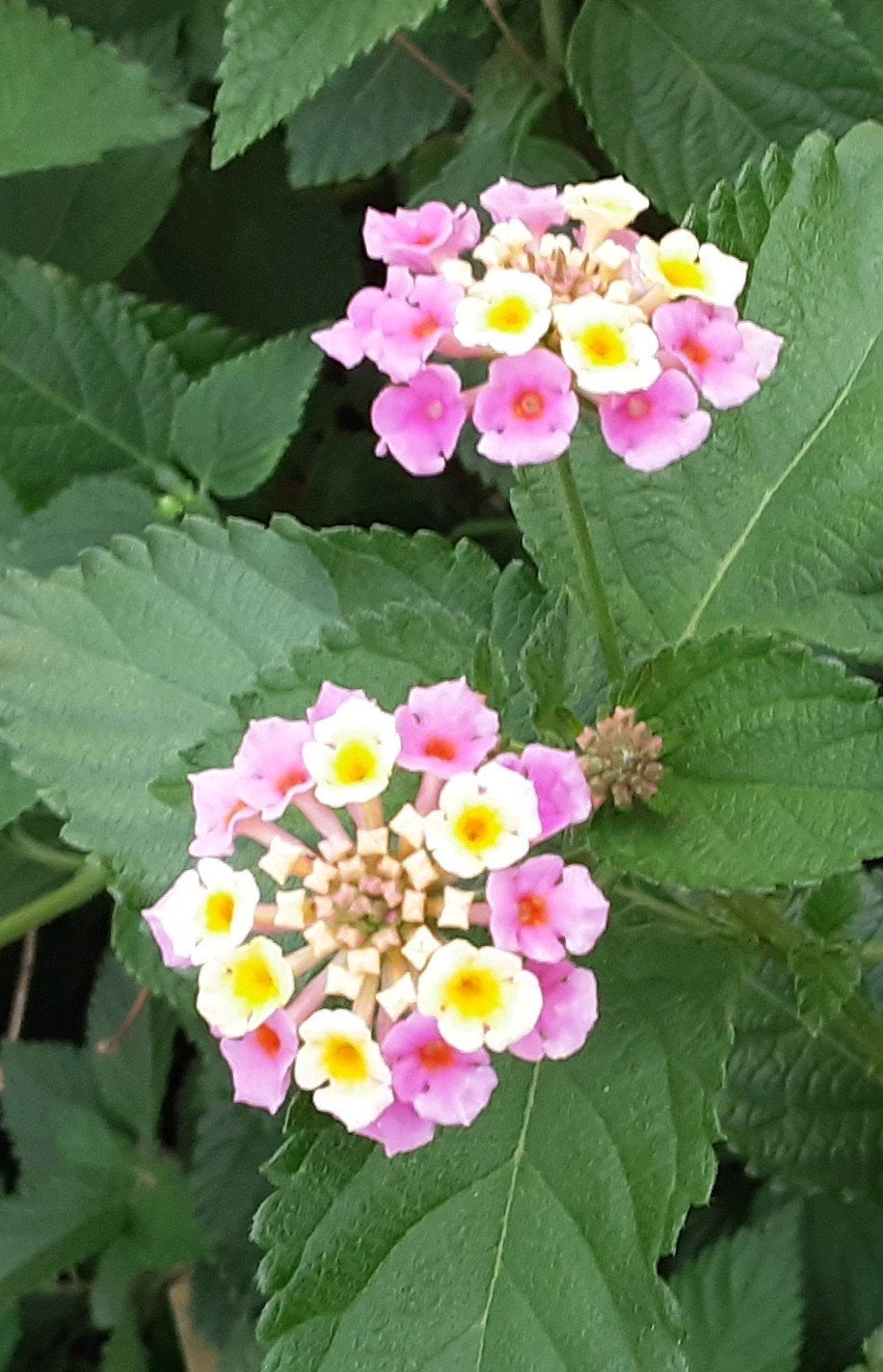 Common Lantana 'Turkije' (Lantana sp.), Ophalen of Verzenden, Zomer, Volle zon