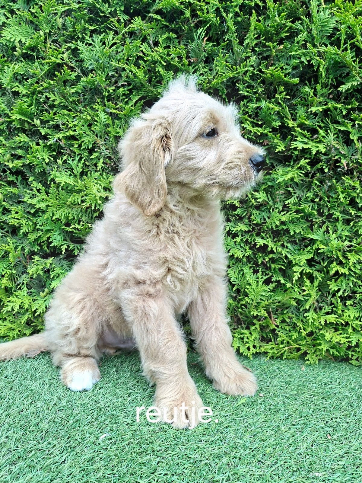 Zeer mooie goldendoodle F2 pups., Parvo, Overige rassen, 8 tot 15 weken, Meerdere