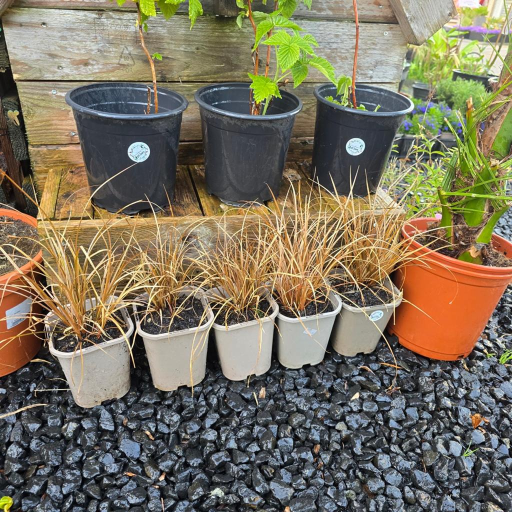 Stekjes, Planten & Pure Honing  verkoop kraam Drachten, Ophalen of Verzenden, Nieuw, Rond, 60 tot 100 cm