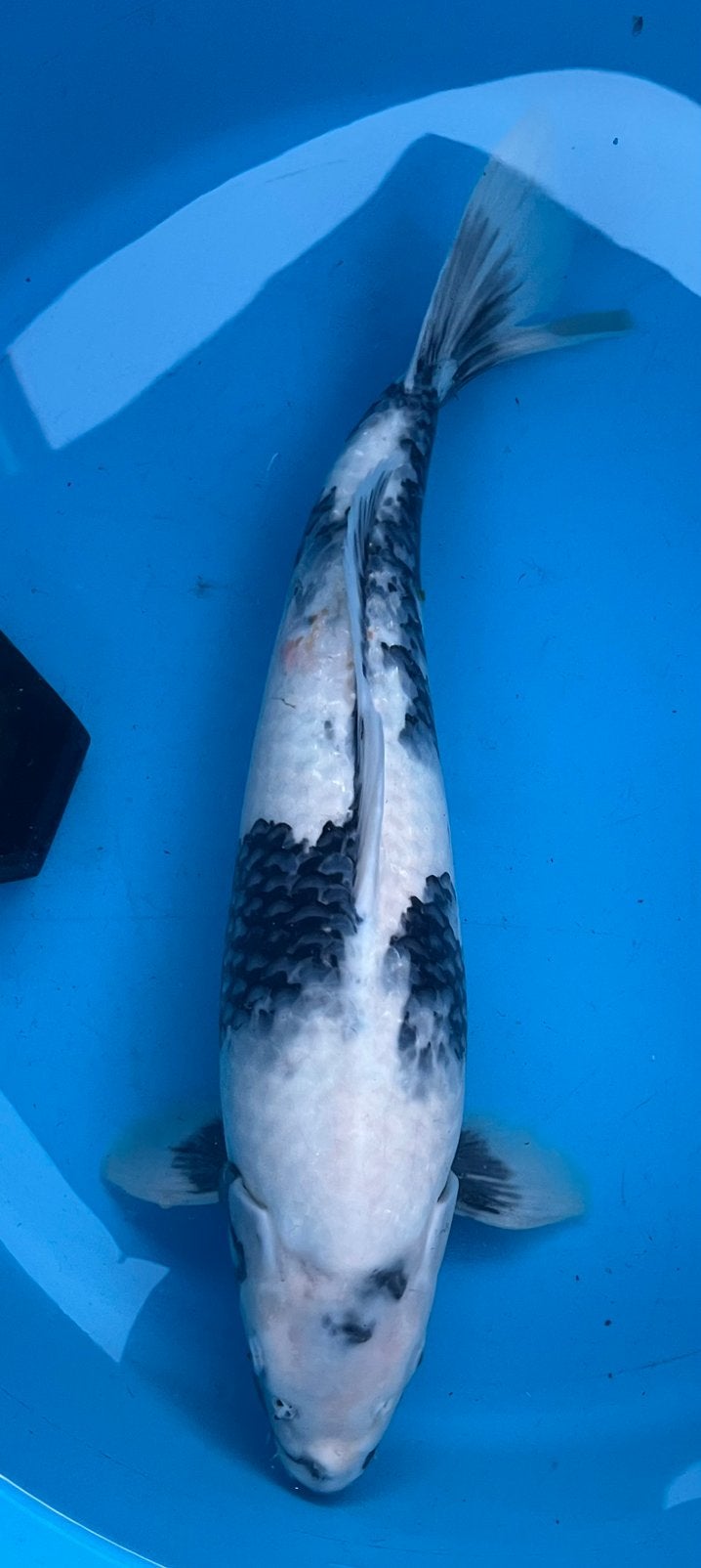 KOOPJE!!! Mooie Shiro Utsuri van kweker Omosako, Dieren en Toebehoren, Karper of Koi