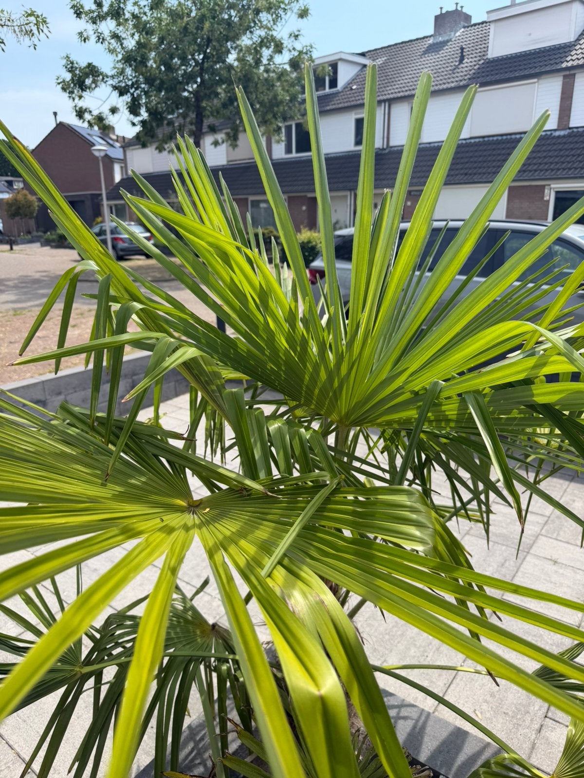 Palmboom - Trachycarpus Fortunei (ongv 165 cm), Vaste plant, Halfschaduw, Zomer, Ophalen