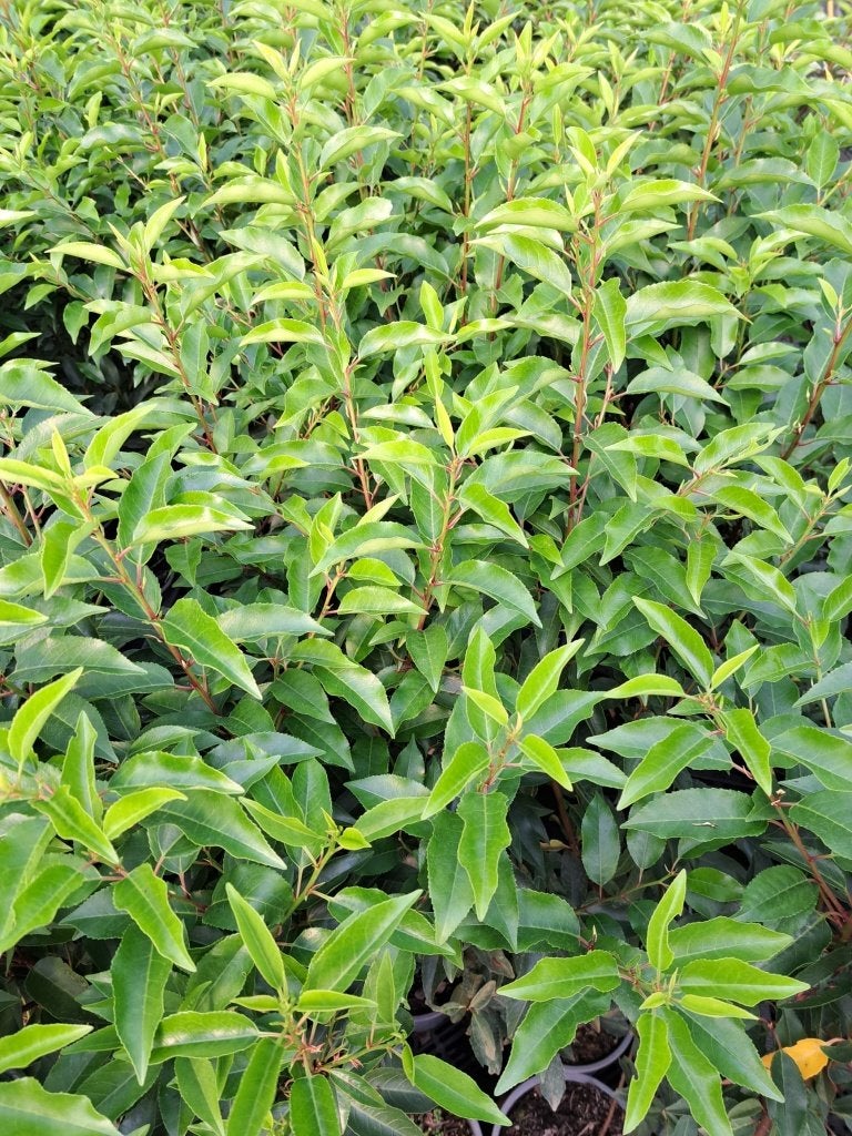 Portugese Laurier 80-100 cm – Wintergroene Haag, Tuin en Terras, Planten | Struiken en Hagen, Ophalen of Verzenden, Laurier, Haag