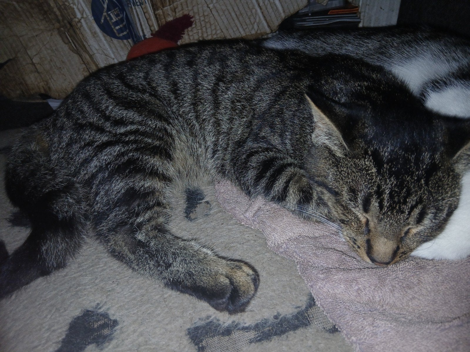 Kittens tekoop, Dieren en Toebehoren, 0 tot 2 jaar