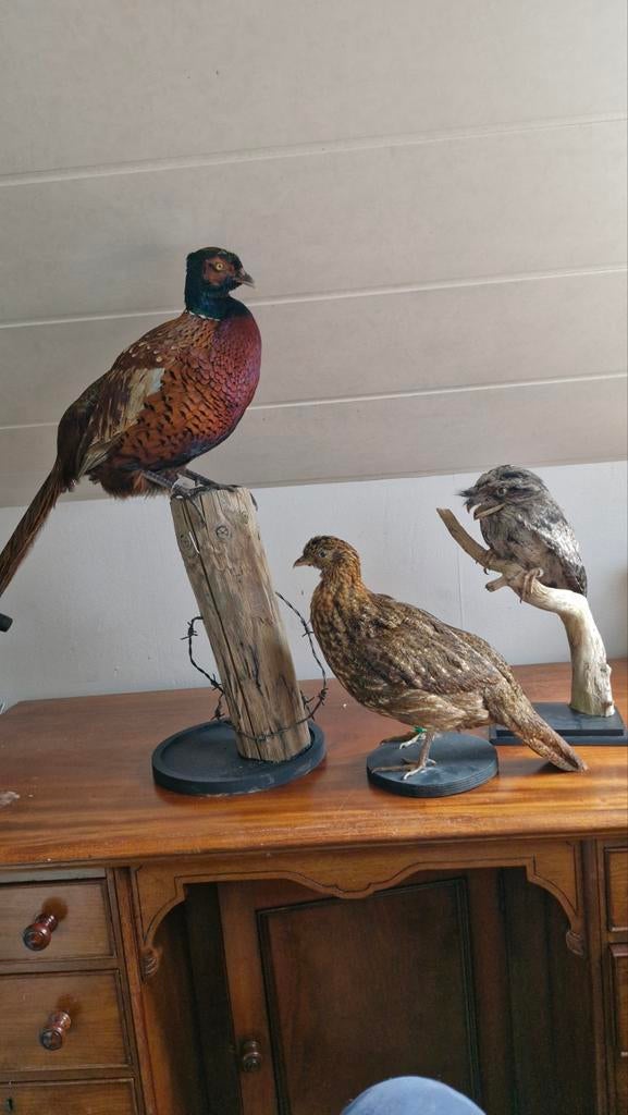 Opgezette Temminck Tragopaan vrouw, Ophalen of Verzenden, Zo goed als nieuw, Vogel, Opgezet dier