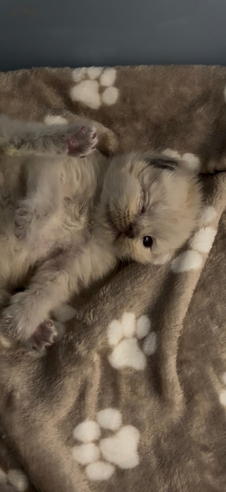 Ragdoll kittens getest. Beschikbaar!, Meerdere dieren