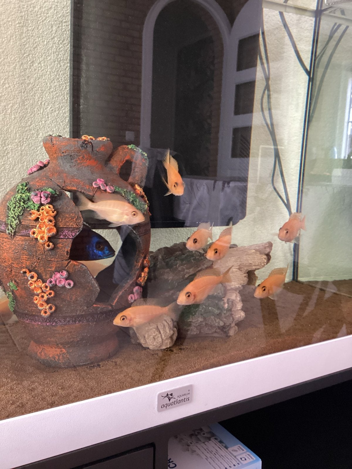 Aulonocara Fire Fish vrouwen, Vis