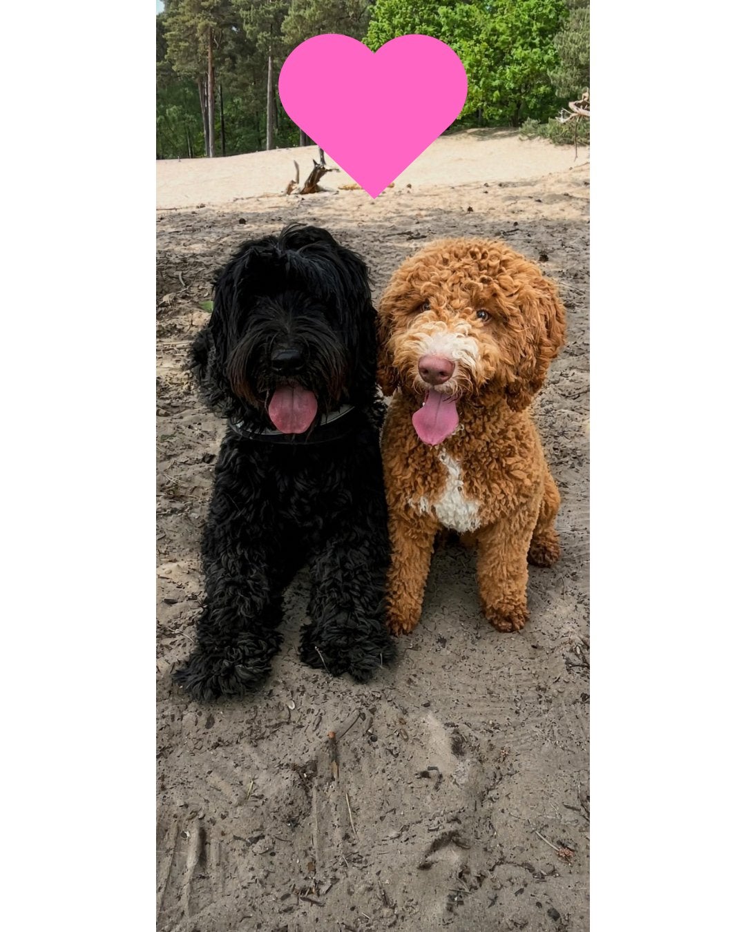 Labradoodle puppy’s verwacht november, Overige rassen, 8 tot 15 weken, Meerdere, Meerdere dieren