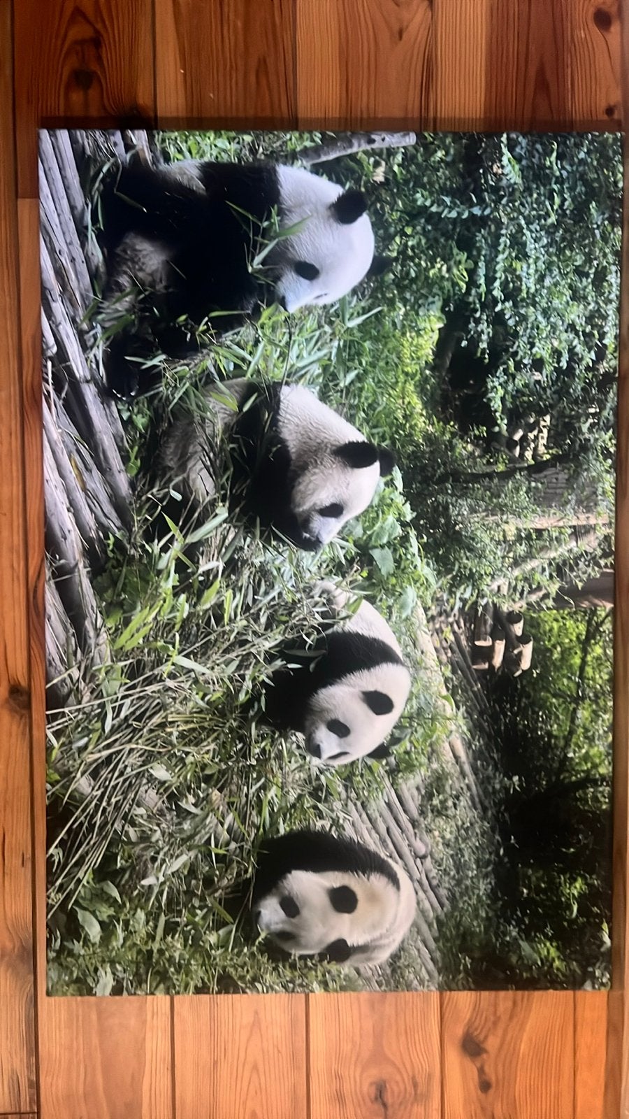 Panda's op bamboe canvas - 82 bij 120 cm, Ophalen, 50 – 75, 50 tot 75 cm, Print