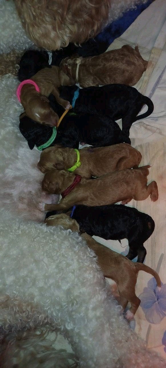 Poedelpups met FCI-stamboom, Dieren en Toebehoren, Poedel, Parvo, 8 tot 15 weken, Meerdere