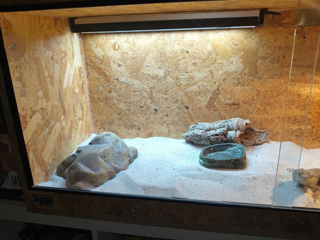 baardagaam met compleet terrarium en alle benodigdheden Bearded Dragon photo 4