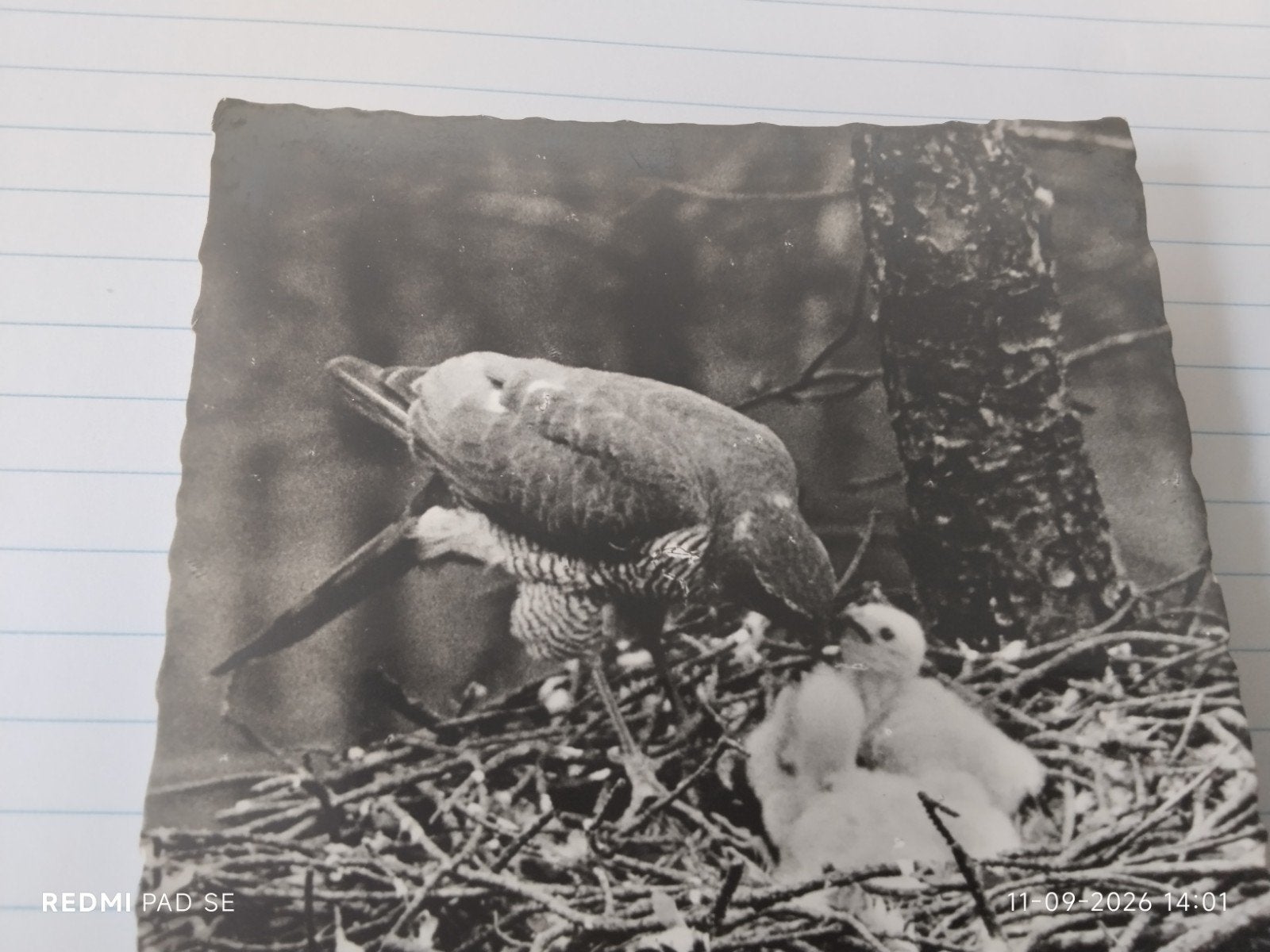 Zeldzame Ansichtkaart Sperwer met Jongen - Ned. Natuurfoto, Ophalen of Verzenden, Voor 1920, Ongelopen, Natuur