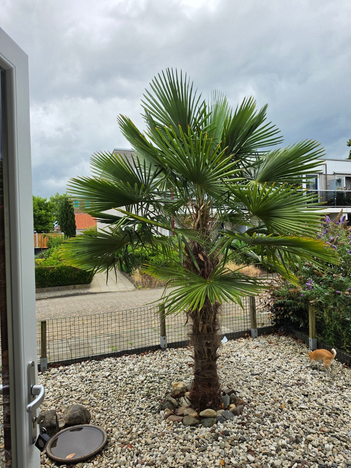 Prachtige volwassen Trachycarpus fortunei, Ophalen of Verzenden, Gehele jaar