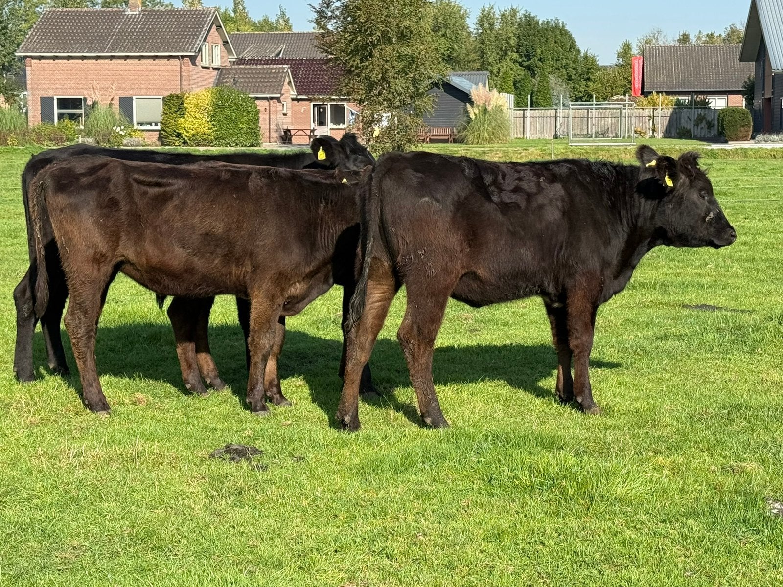 4 angus pinken, Meerdere dieren