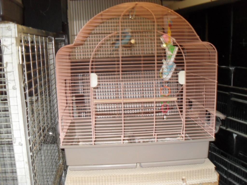 kooien /vogelspullen, Ophalen, Kooi-accessoires