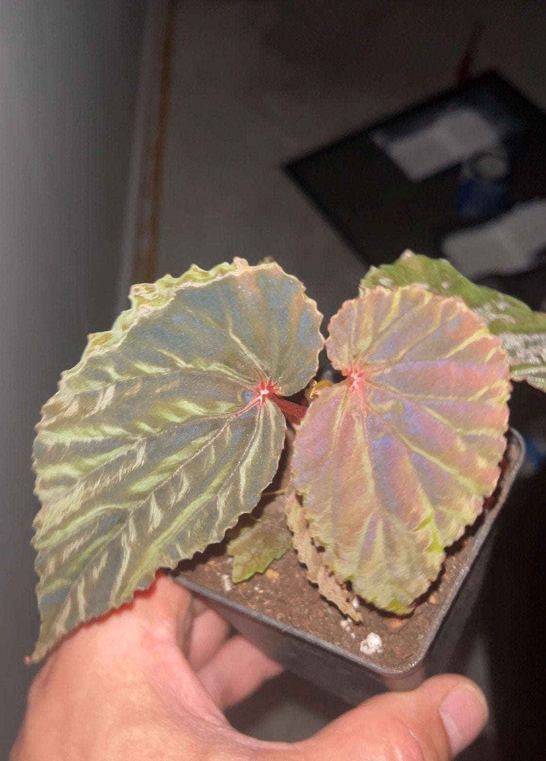 Begonia SP, Overige soorten, In pot, Minder dan 100 cm, Bloeiende kamerplant