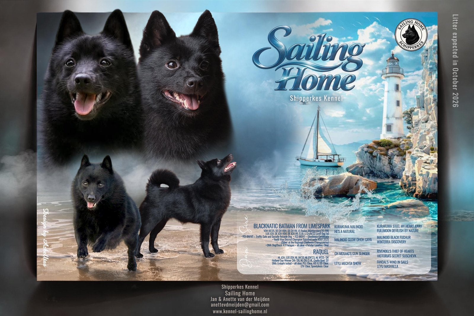 Schipperke pups met FCI stamboom, CDV (hondenziekte), 8 tot 15 weken, Meerdere, Meerdere dieren